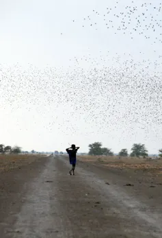 A silhouette of a young boy, his hands to his face, looking at a huge swarm like flock of birds in the sky as he walks on a dirt road.