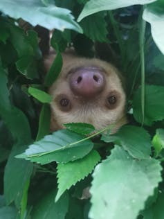 close up of upside down face of sloth peering through green leaves