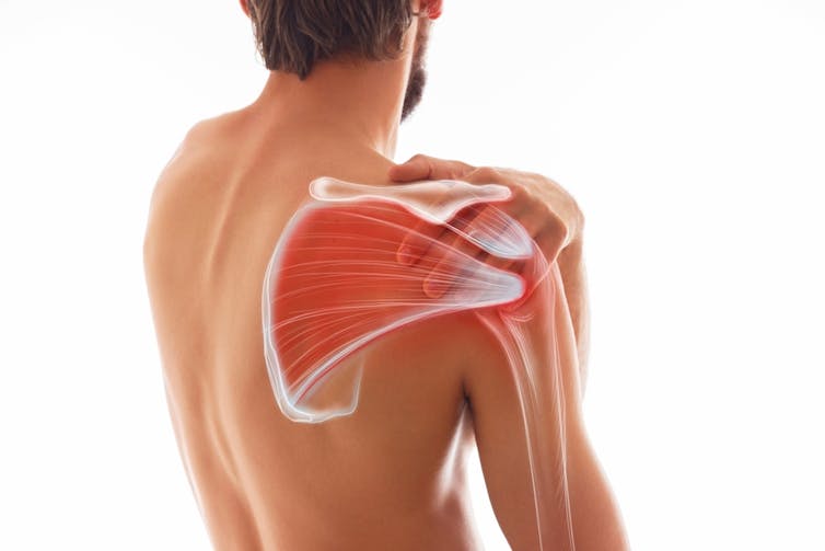 Internal view of a human shoulder