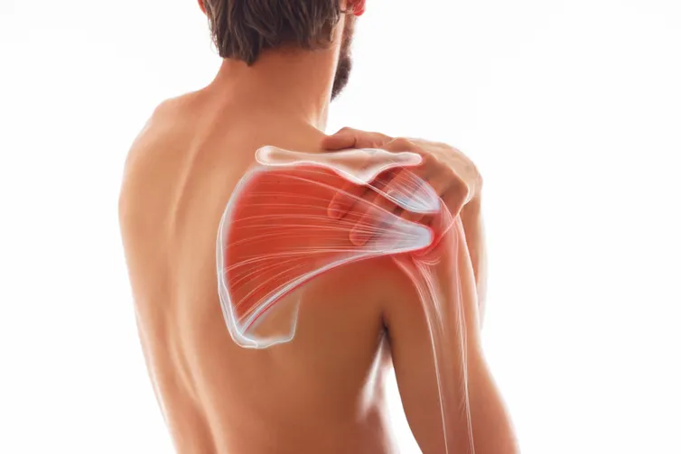 Internal view of a human shoulder