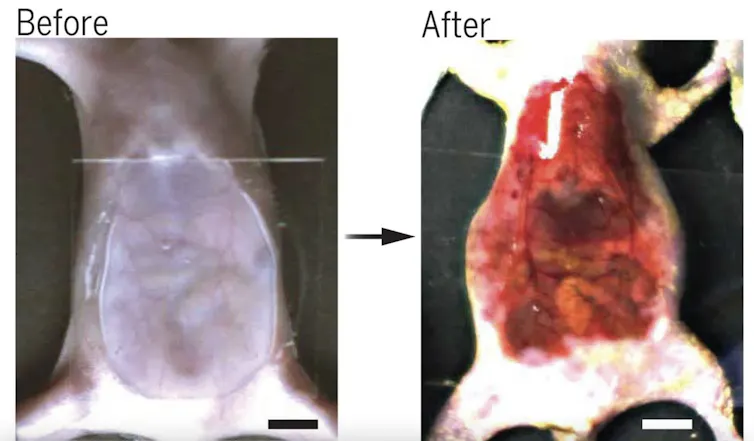 Images showing the experiment that made mice see through