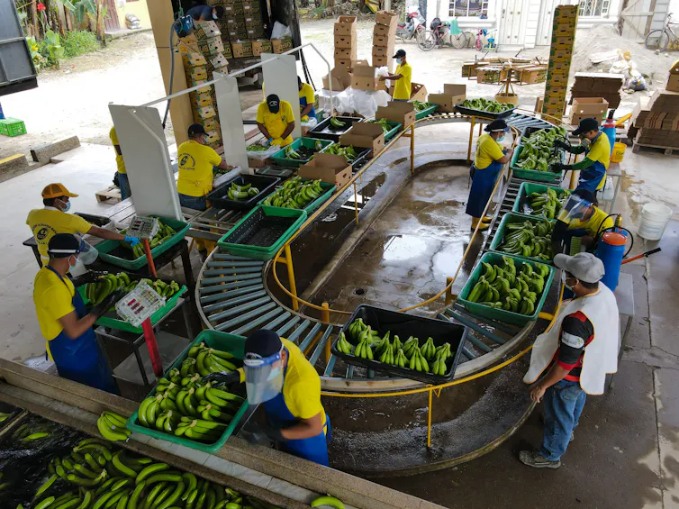 Bananas on a conveyor belt are sorted and inspected by workers.