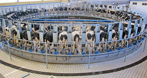 why the law needs to protect animals from AI