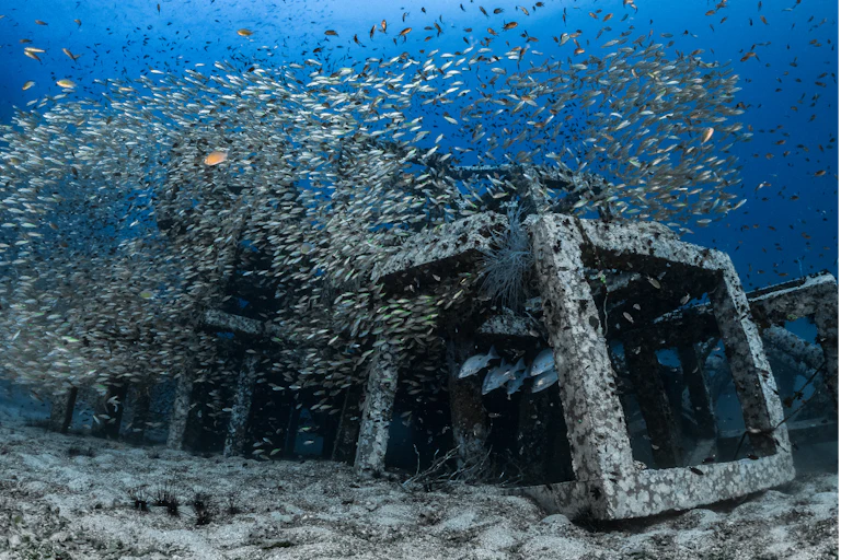 Un récif artificiel colonisé par des organismes marins (plantes et poissons).