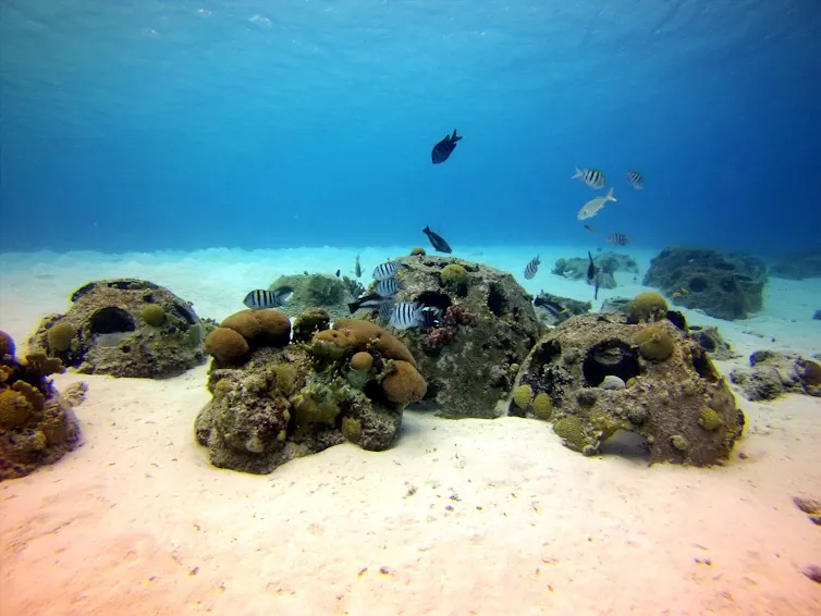 Des récifs artificiels installés sur le sable, sous l’eau, et accueillant des algues, des coquillages et des poissons