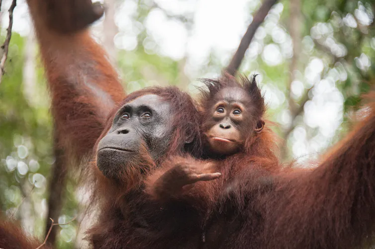 Orangutan mother and baby hang from trees