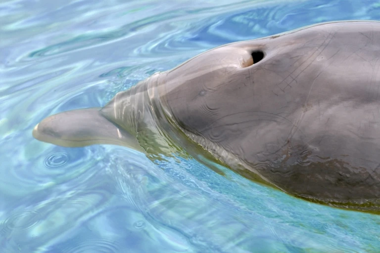 Close-up of a dolphin's head swimming in water with its blow hole open.