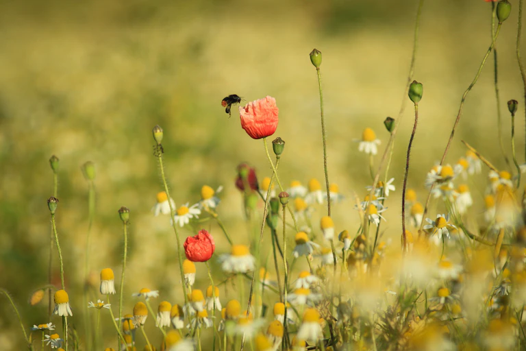 A bee lands on a poppy flower in a wildflower meadow.