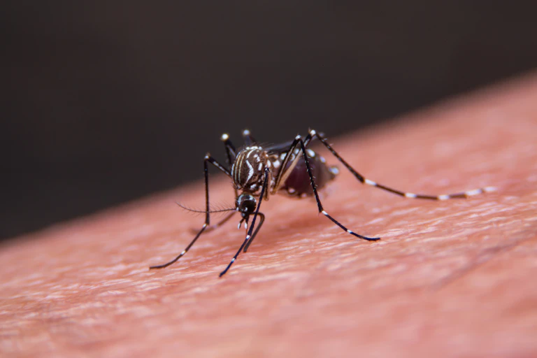 Penyebaran 'Japanese encephalitis virus' dari gigitan nyamuk culex berisiko sebabkan radang otak.