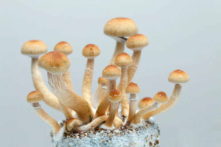 Psilocybe cubensis growing on a substrate.