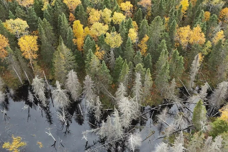 Forêt d'arbres de plusieurs couleurs