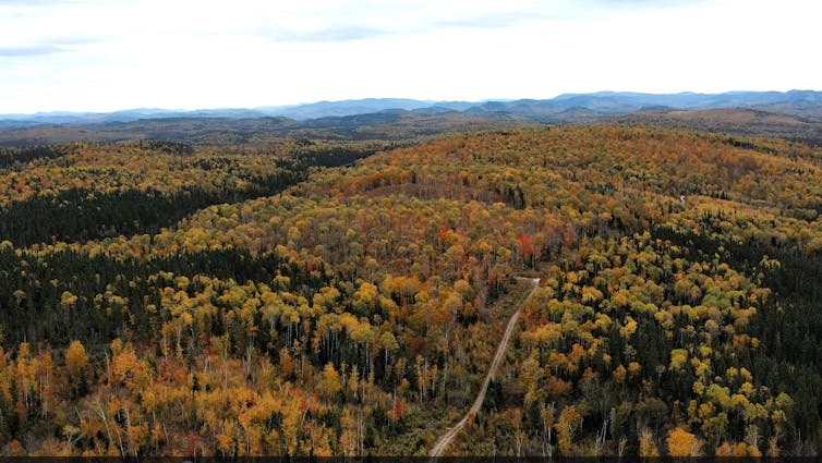 Forêt d’arbres de plusieurs couleurs