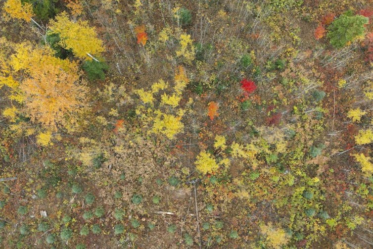 Forêt d’arbres de plusieurs couleurs
