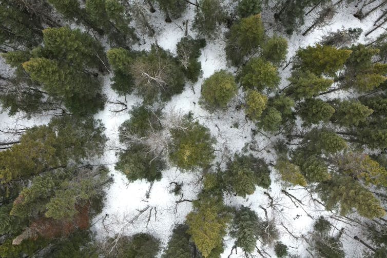 Forêt d’arbres verts sur fond de neige