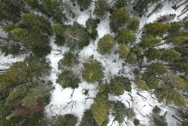 Forêt d’arbres verts sur fond de neige