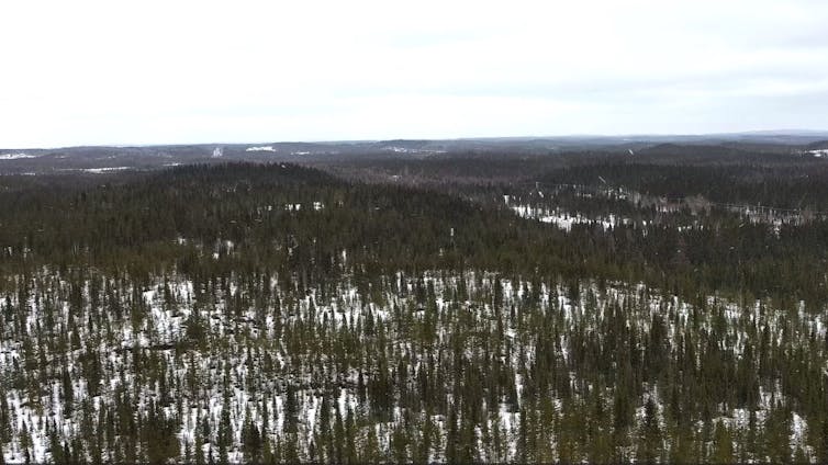 Forêt d’arbres verts sur fond de neige