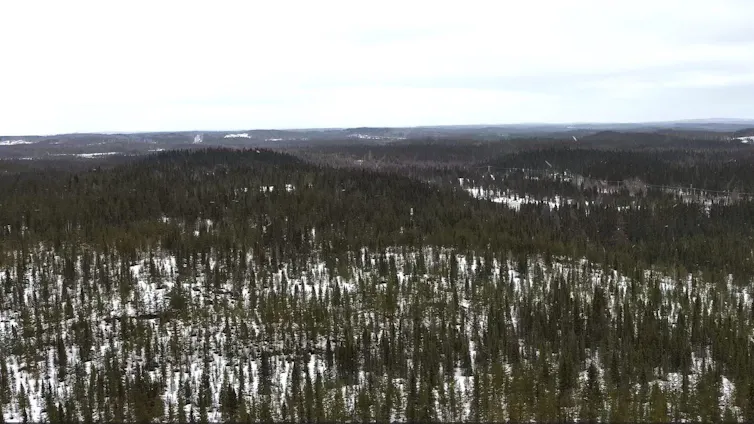 Forêt d’arbres verts sur fond de neige