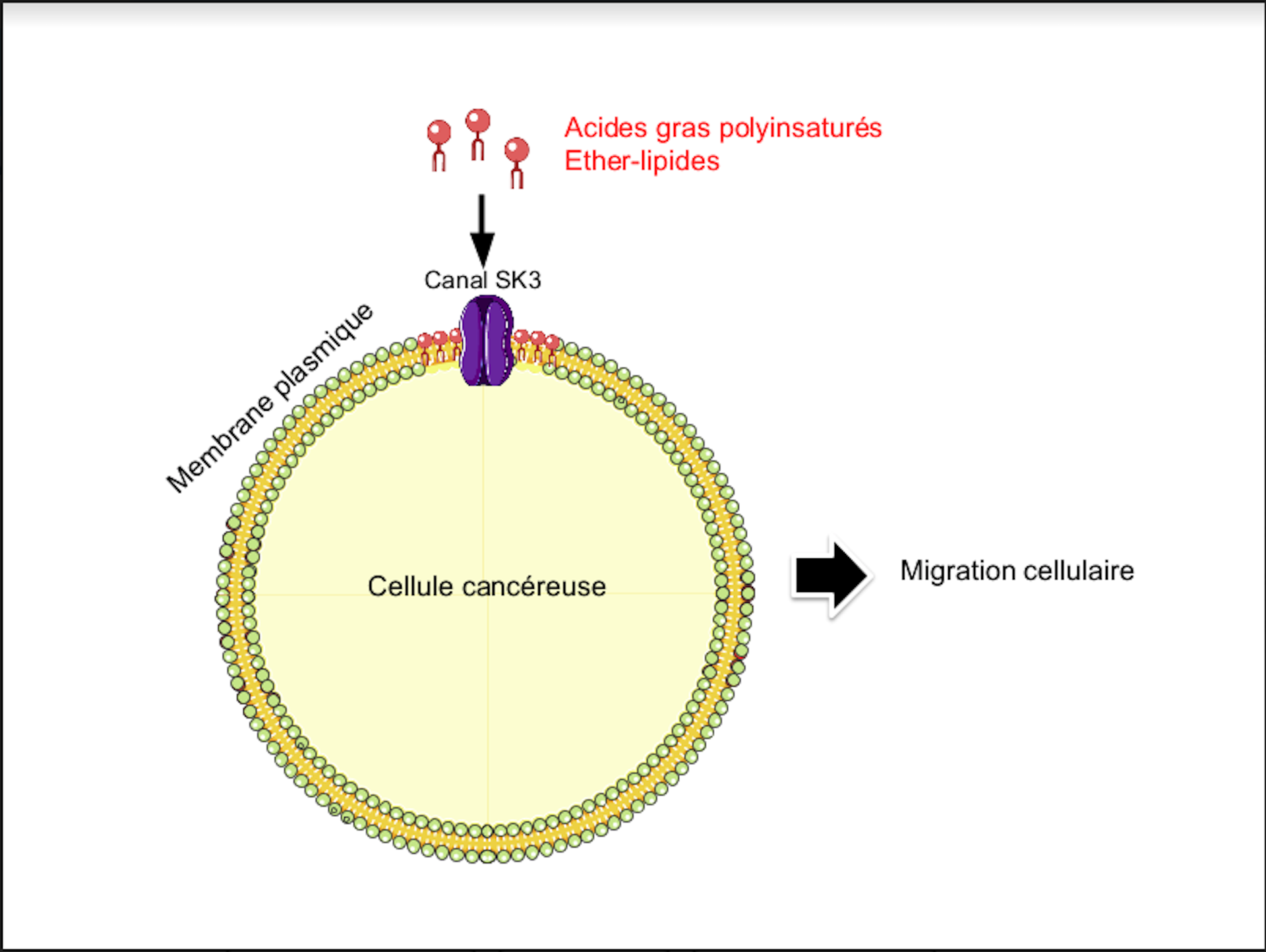 Sardines, maquereaux et autres poissons gras contre le cancer, l
