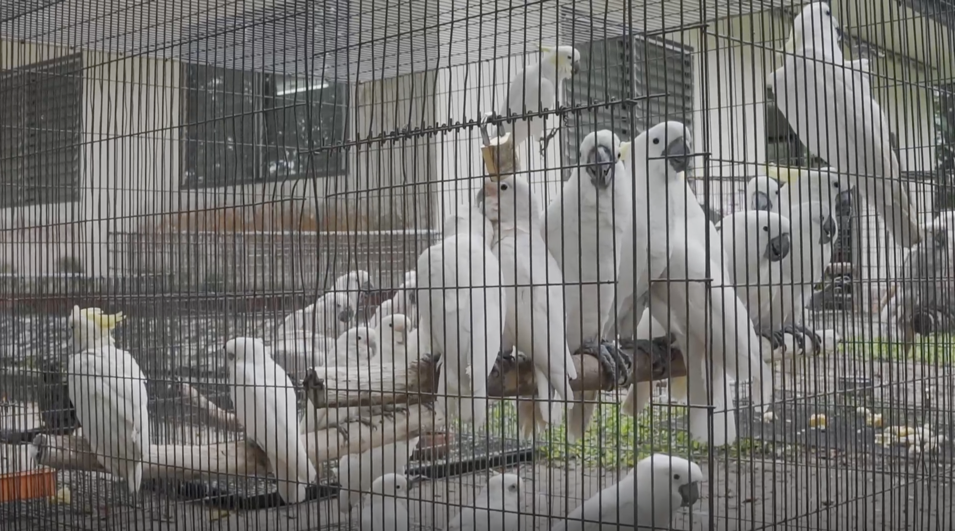 Does parrot farming protect wild species? Wildlife trade researchers