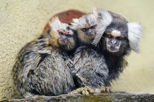 Mono tití cargando bebés gemelos