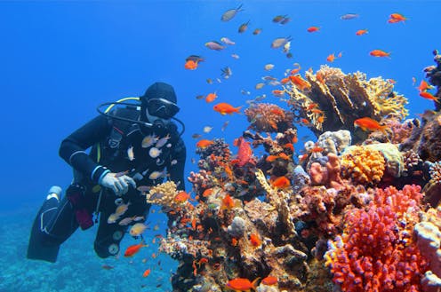 Ocean life, games and the digital revolution converge in Richard Powers’ Playground