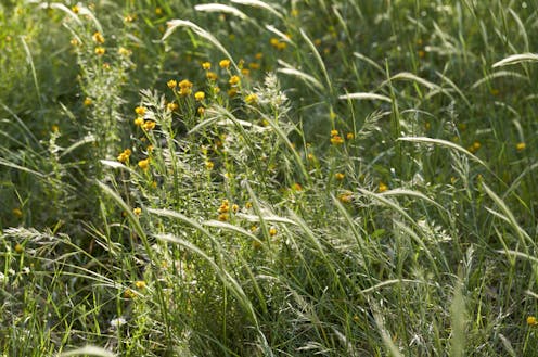 How we created a beautiful native wildflower meadow in the heart of the city using threatened grassland species