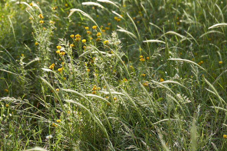 image of flowers and grass seedheads in native grassland species