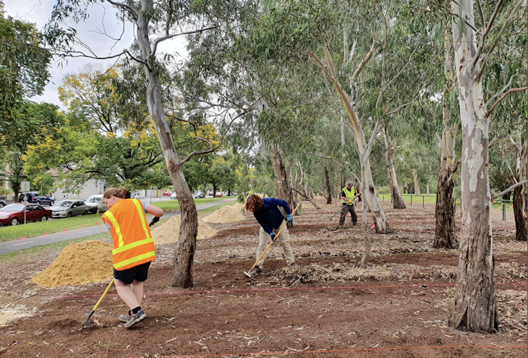 Workers rake away mulch from among eucalyptus trees to prepare an area for sowing seed