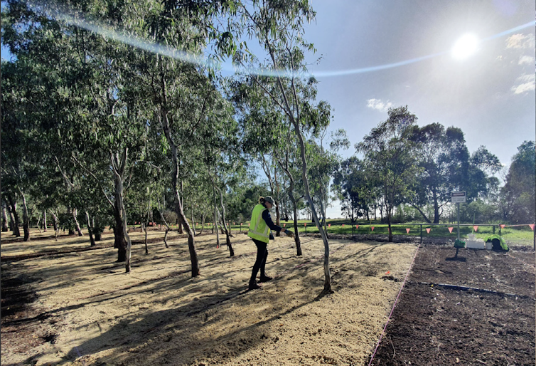 A person spreads seed by hand across a sand layer among eucalyptus trees
