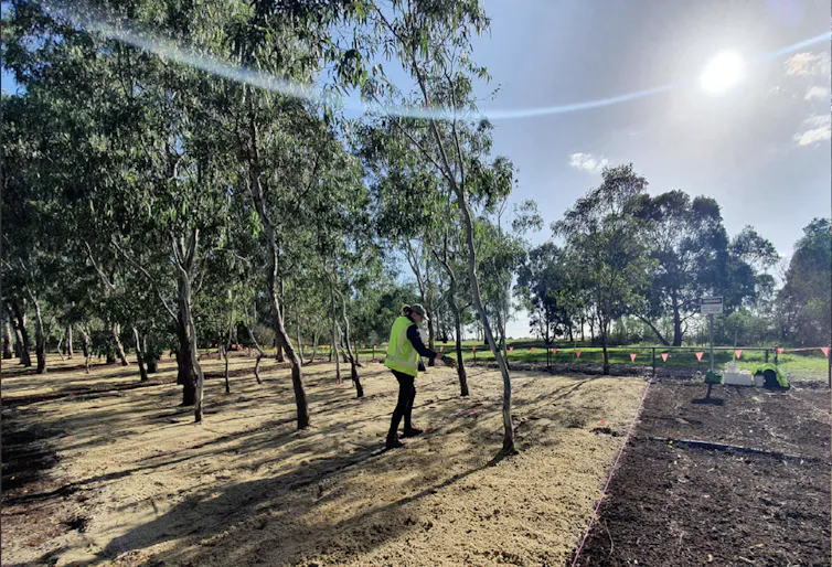 A person spreads seed by hand across a sand layer among eucalyptus trees