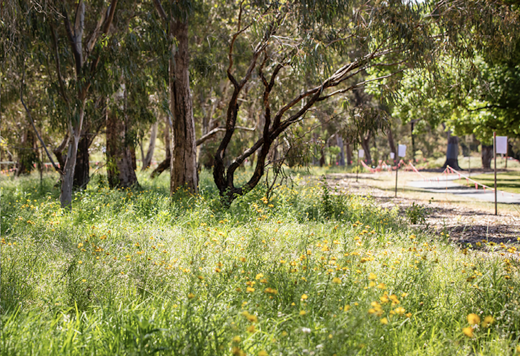 A mix of grasses and flowering plants under eucalyptus trees next to a path in a park
