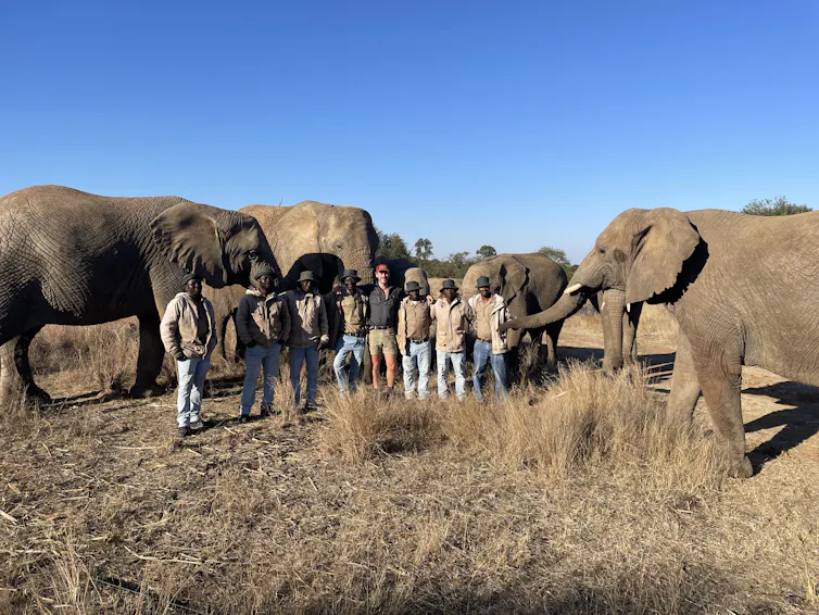 A group of people involved in the research standing on dry grass, surrounded by elephants.