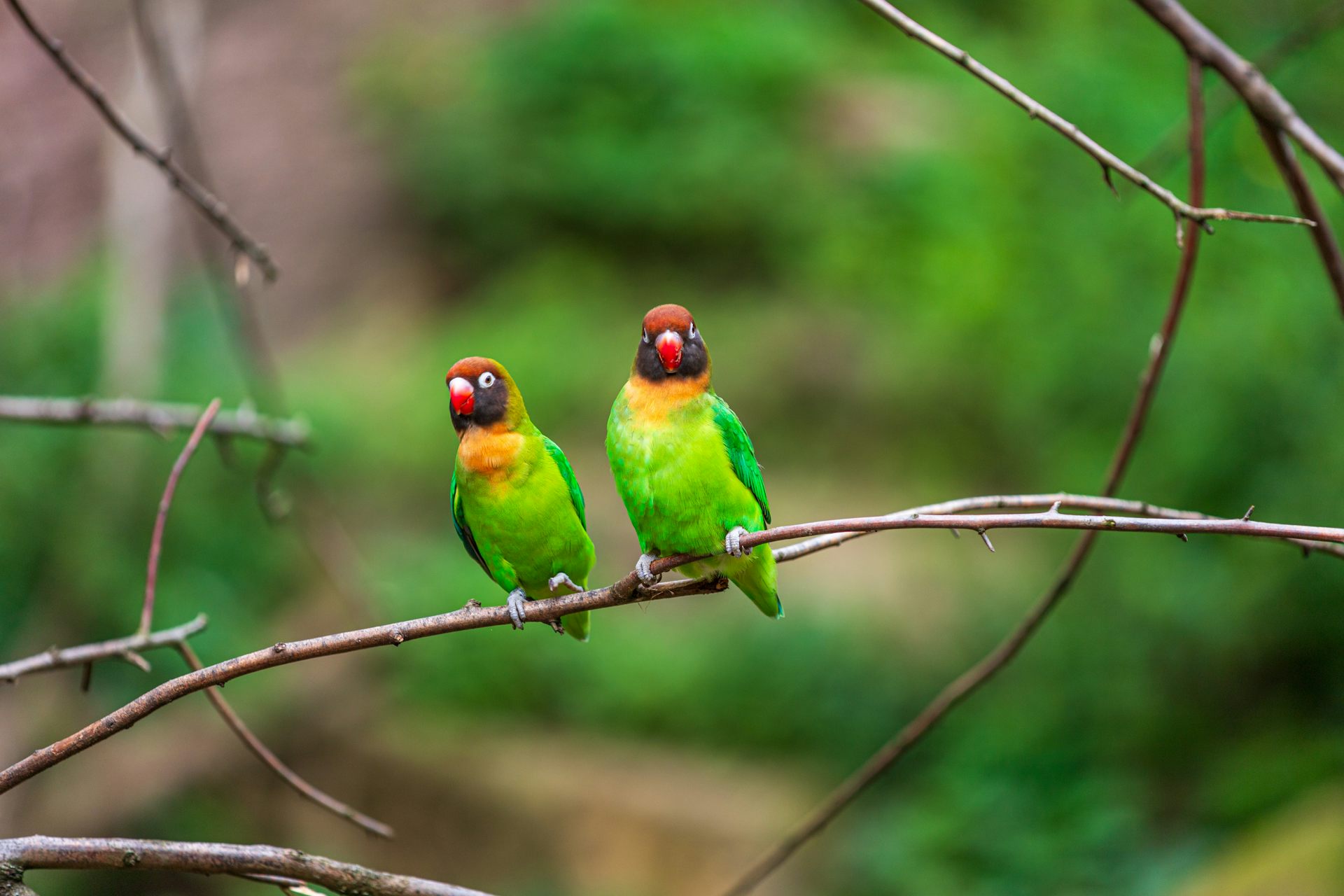 Does parrot farming protect wild species? Wildlife trade researchers