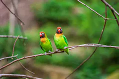 Two green, yellow and orange parrots with red beaks and black cheeks sitting on a branch.