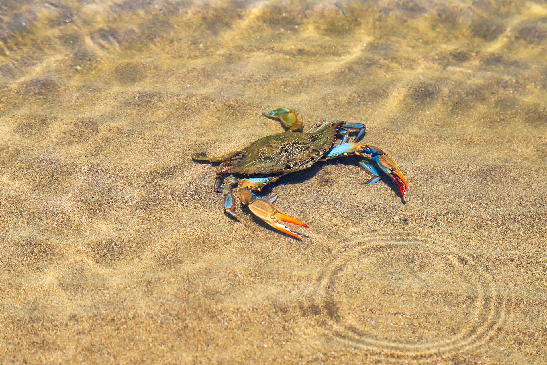crabe bleu