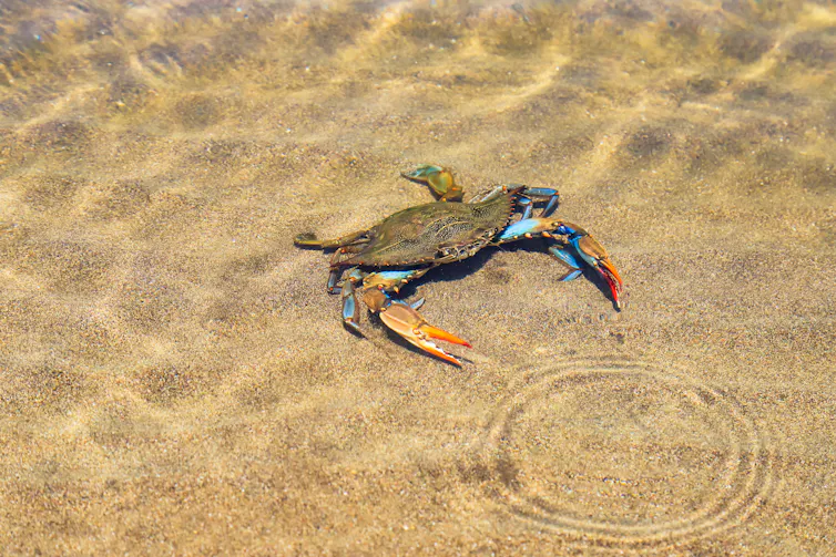 crabe bleu