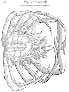 gravure sur bois représentant une araignée de mer