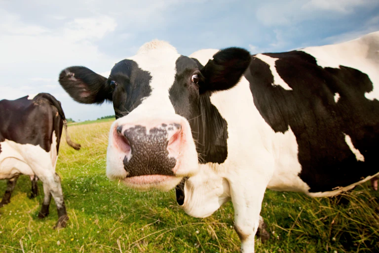black and white cow looking at camera, grassy meadow, blue sky and another cow in background