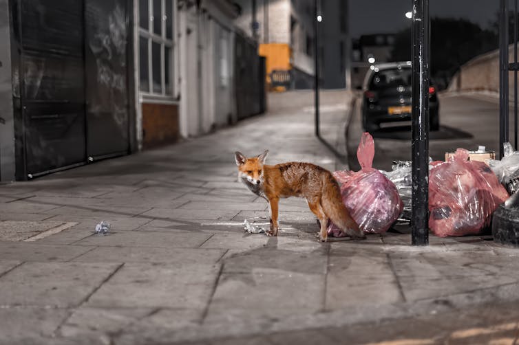 A fox on a city street at night.