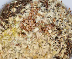 A mix of seeds from native grassland ready for sowing