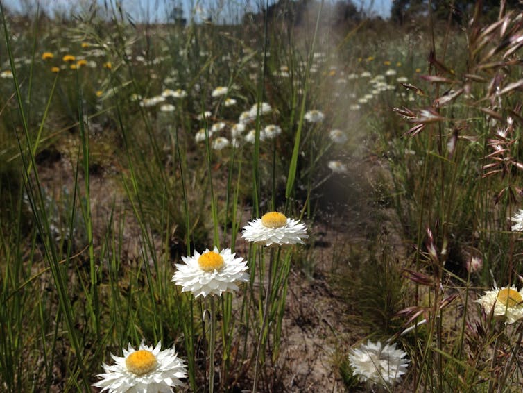 white everlasting daisy flowers in a grassland