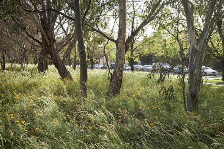 A native wildflower meadow under eucalyptus trees near a city road
