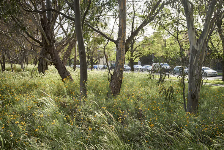 A native wildflower meadow under eucalyptus trees near a city road