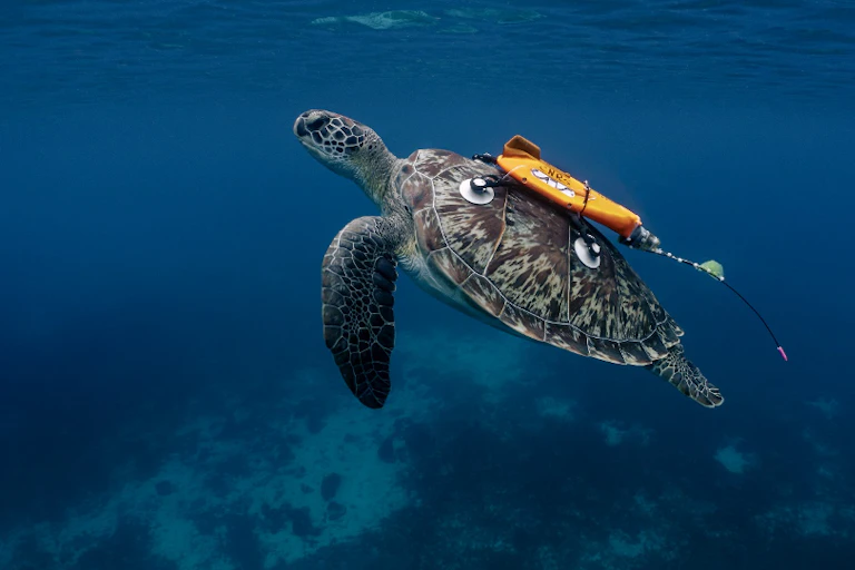 Une tortue marine nage avec un capture sur sa carapace