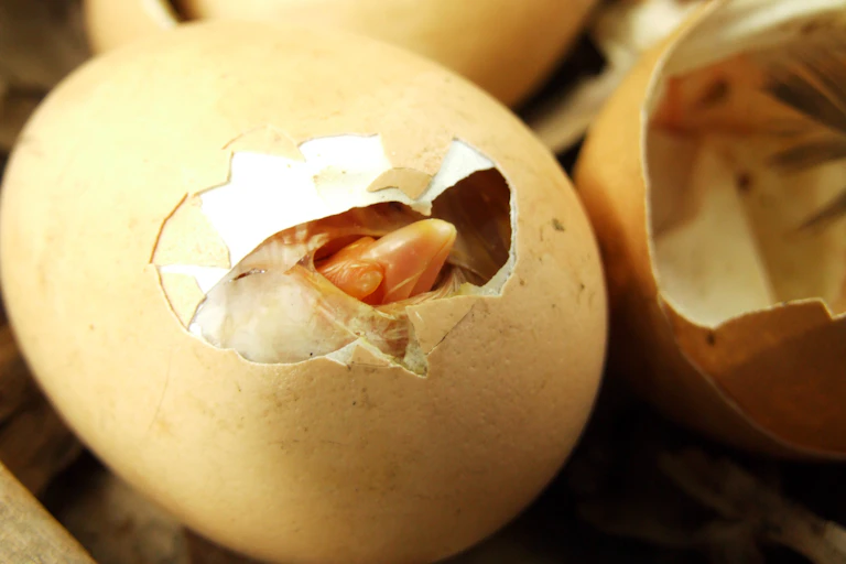 Un poussin ayant percé sa coquille.