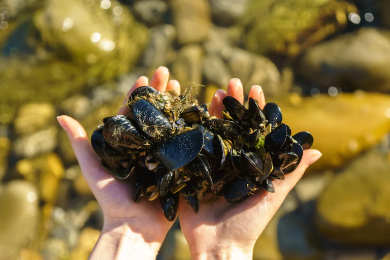 Une personne tient des moules sauvages entre ces deux mains.