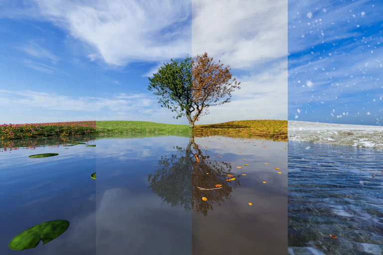 a tree by a lake with four panels showing the four seasons