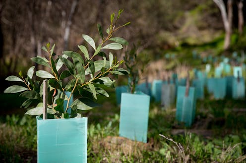 Australia is hosting the world’s first ‘nature positive’ summit. What is it, and why does it matter?