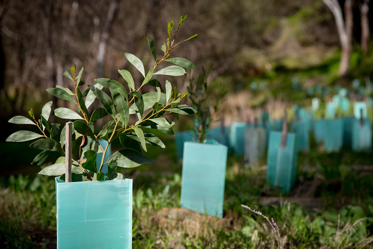 A revegetation site in Australia: Trees staked in plastic guards in a grassy landscape