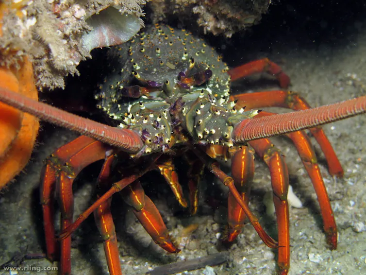 lobster under a rock
